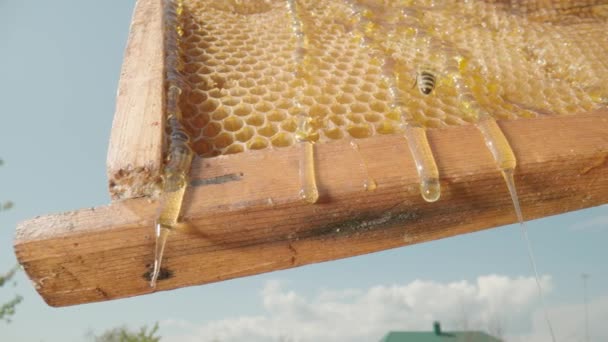 Thick golden honey flows down and spills over frame with honeycombs. Sweet nectar, molasses or syrup pours over honeycomb in apiary. Close up of bee eating honey. Beekeeping, agriculture, apiculture. — Vídeos de Stock