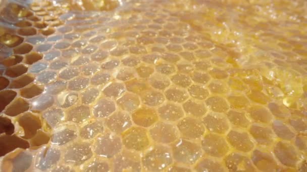 꿀 벌집을 따라 흐르는 달콤 한 유기농 꿀. 벌집 세포 위로 흐르는 황금색의 신선 한 꿀 이 닫 힙 니다. 벌은 꿀을 먹는다. 양봉의 개념, 유기농 천연 꿀, 농업, 양봉원. — 비디오