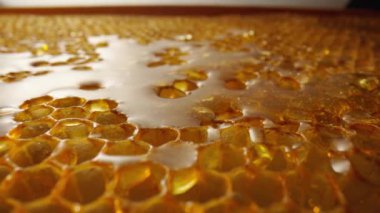Altın organik ballı bal peteği çerçevesi. Kalın, tatlı bal, bal peteklerinin altıgen hücrelerini doldurur. Arıdaki bal peteğine yakın çekim. Arıcılık kavramı, organik bal, tarım..