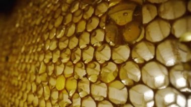 Stream of golden thick honey flowing down on the honeycombs. Natural organic honey, molasses, syrup or nectar fill the cells. Honey is spilled on honeycombs close up. Beekeeping product, healthy food.