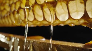 Thick golden honey flowing and spills over wooden frame with honeycombs. Sweet nectar, molasses or syrup pouring over honeycomb on isolated black background. Close up. Beekeeping, apiculture.