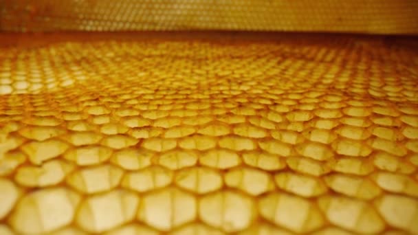 Camera slides over on empty wax honeycombs. Close up of honeycomb frame with hexagonal cells. Bee farm. Concept of beekeeping, apiculture, production of organic natural honey, agriculture. — Stockvideo