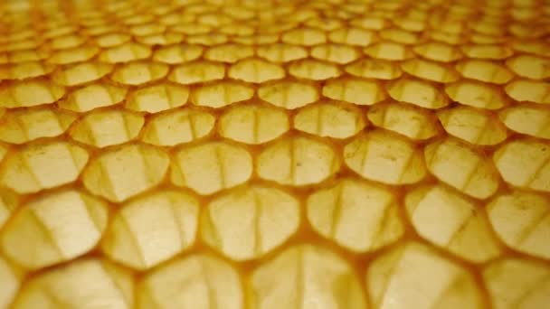 Camera slides over on empty wax honeycombs. Close up of honeycomb frame with hexagonal cells. Bee farm. Concept of beekeeping, apiculture, production of organic natural honey, agriculture. — стоковое видео