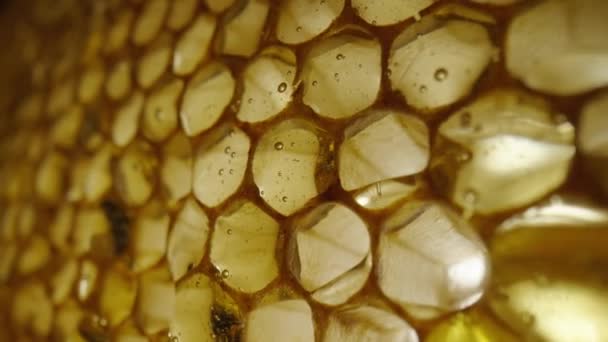 Stream of golden thick honey flowing down on the honeycombs. Natural organic honey, molasses, syrup or nectar fill the cells. Honey is spilled on honeycombs close up. Beekeeping product, healthy food. — 비디오