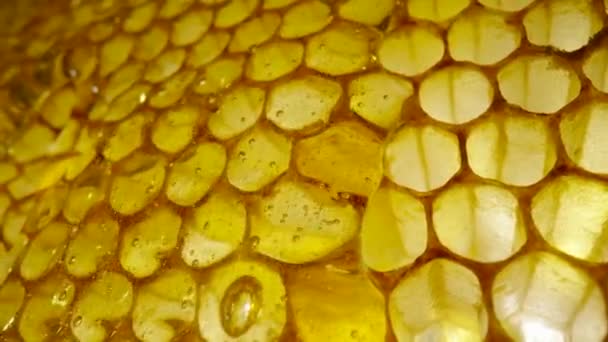 Stream of golden thick honey flowing down on the honeycombs. Natural organic honey, molasses, syrup or nectar fill the cells. Honey is spilled on honeycombs close up. Beekeeping product, healthy food. — Video