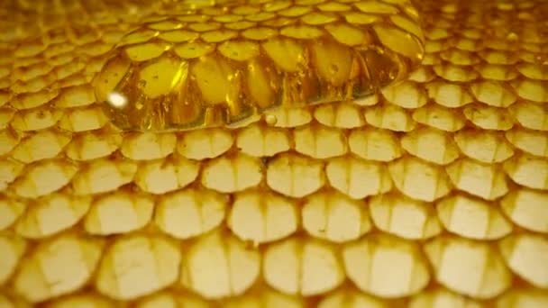 Stream of golden thick honey flowing down on the honeycombs. Natural organic honey, molasses, syrup or nectar fill the cells. Honey is spilled on honeycombs close up. Beekeeping product, healthy food. — Stockvideo