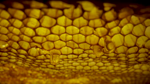 Frame of honeycombs with dripping thick honey from cells. Thick drops of syrup or molasses flowing down close up. Sweet organic dessert, bee product. — стоковое видео