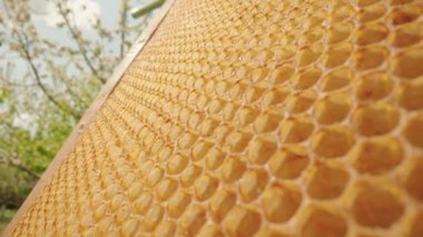 Kamera boş bal peteklerinin üzerinde kayar. Arı kovanının içinde altıgen hücreler olan bal peteği çerçevesini kapatın. Arı çiftliği. Arıcılık kavramı, organik bal üretimi, tarım.