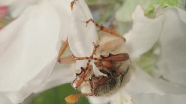 Maybug elma ağacı yaprağı yiyor. Bahar güneşli bir günde meyve bahçelerinde çiçek açan elma ağaçlarını mahveden böcek böcekleri. Beyaz bir çiçeğin üzerindeki böcek. Yaklaş..