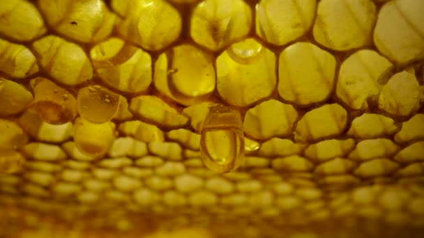 Frame of honeycombs with dripping thick honey from cells. Thick drops of syrup or molasses flowing down close up. Sweet organic dessert, bee product. — стоковое видео