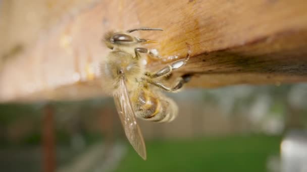 Abeille à miel mangeant du miel à partir d'un cadre en nid d'abeille en bois dans un rucher à l'extérieur. Une ferme d'abeilles. Apiculture, production de miel naturel. Dessert sucré, aliments sains. — Video