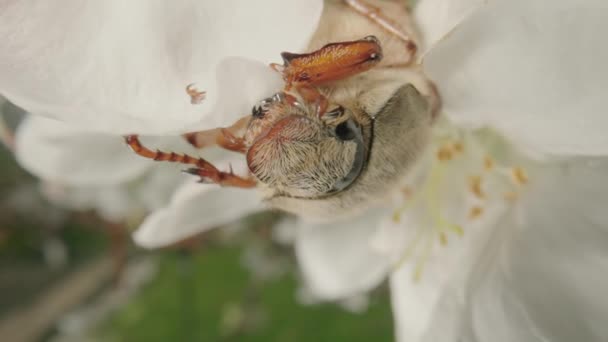 リンゴの木の花の花びらを食べるかもしれません。春の晴れた日に果樹園で開花リンゴの木を破壊するビートル害虫。白い花の上のビートルを閉じる. — ストック動画