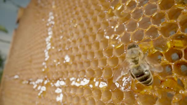 Bee eating honey from honeycomb and then flies away. Close up of honeybee on honeycomb frame outdoors in an apiary. Bee farm with honey insects. Concept of beekeeping, production of organic honey. — Wideo stockowe