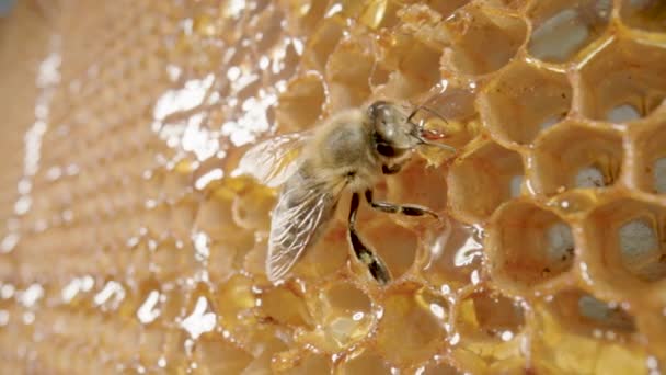 Bee eating honey from a honeycomb. Close up of honey bee on honeycomb frame outdoors in an apiary. Bee farm with honey insects. Concept of beekeeping, the production of organic natural honey. — Stok video