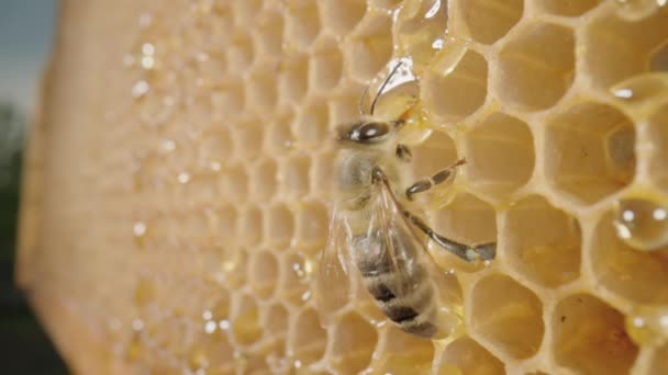 Μέλισσα τρώει μέλι από κηρήθρα και μετά πετάει μακριά. Κοντινό πλάνο της μέλισσας σε κυψελωτό πλαίσιο σε εξωτερικό χώρο σε ένα μελισσοκομείο. Μέλισσα αγρόκτημα με έντομα μέλι. Έννοια της μελισσοκομίας, παραγωγή βιολογικού μελιού. — Αρχείο Βίντεο