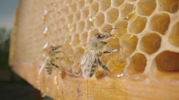 Bees eating honey from a honeycomb. Close up of honeybees on honeycomb frame outdoors in an apiary. Bee farm with honey insects. Concept of beekeeping, the production of organic natural honey. — Stockvideo