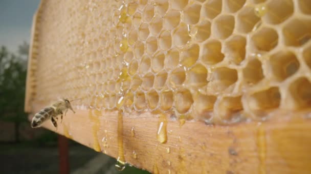 A bee flying up to a wooden frame with honeycombs. Apiary, bee farm outdoors. The concept of beekeeping, agriculture, the production of organic natural honey. Sweet healthy food. — Stockvideo