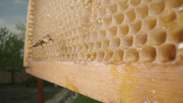 A bee flying up to a wooden frame with honeycombs. Apiary, bee farm outdoors. The concept of beekeeping, agriculture, the production of organic natural honey. Sweet healthy food. — Vídeo de stock
