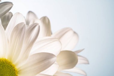 Bouquet of white chrysanthemums with green leaves on white blue studio background. Chamomile blooming buds with white petals close up. Floral background for holiday, congratulations, birthday.