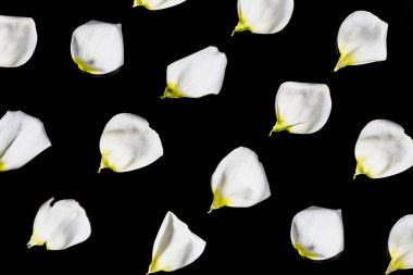 Siyah arka planda duran beyaz Eustoma çiçek yapraklarının duvar kağıdı deseni. Çiçek kartı ya da tebrik etmek için ekran koruyucu. Çiçek yaprakları, doğal flora duvar kağıtları. Kapat..