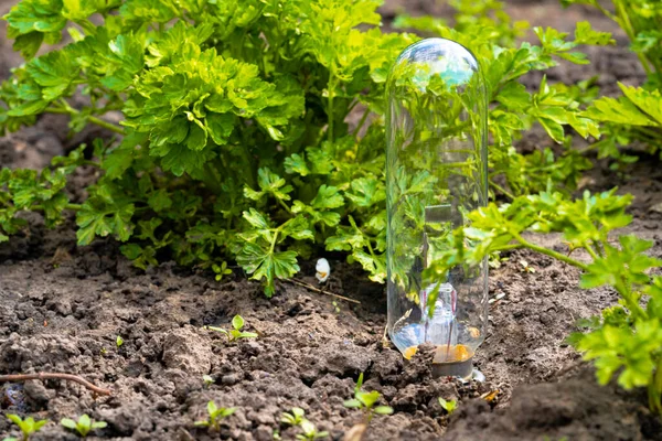 Glühbirne mit einer jungen grünen Pflanze, die im Boden und in der Sonne wächst. Konzept des Energiesparens in der Natur. Umweltfreundliche Energie. Energiespar- und Umweltkonzepte am Tag der Erde. Nahaufnahme. — Stockfoto
