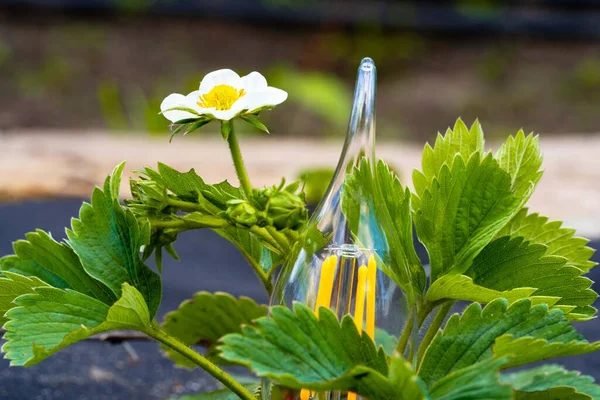 Light bulb with a young green plant growing in the soil and the sun. Concept of saving energy in nature. Eco Friendly Energy. Energy saving and environmental concepts on Earth Day. Close up. — Stock Photo, Image