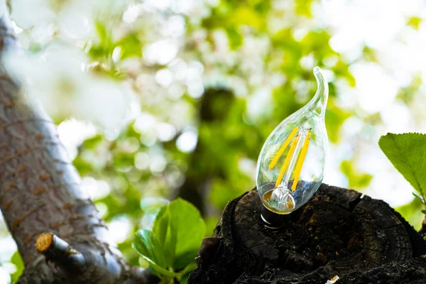 Glass lamp on tree outdoors on sunny day. Concept of renewable electricity from solar energy. Nature and light bulb close up. Eco Friendly Energy. Energy saving and environmental concepts on Earth Day — Stockfoto