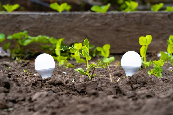 Light bulbs that grow, in the concept of energy in nature. Lamps growing in the ground with green plant sprouts, close up. Eco Friendly Energy. Energy saving and environmental concepts on Earth Day. — Stock Photo, Image