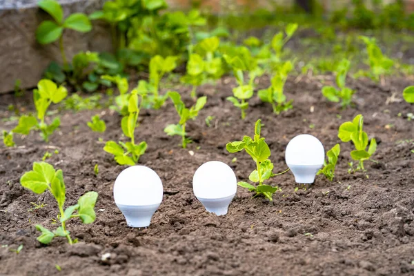 Light bulbs that grow, in the concept of energy in nature. Lamps growing in the ground with green plant sprouts, close up. Eco Friendly Energy. Energy saving and environmental concepts on Earth Day. — Stock Photo, Image