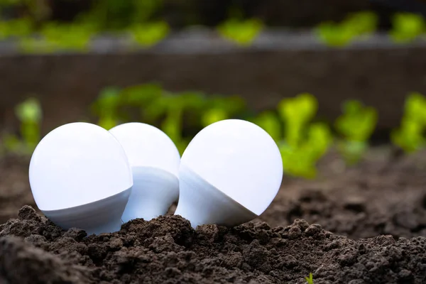 Growing light bulbs. Glass lamps growing on the ground outdoors, close up. The energy of nature. The concept of renewable electricity from solar energy. Energy saving, environmental protection. — Stock Photo, Image