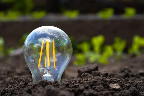 Wachsende Glühbirnen. Glaslampen, die im Freien auf dem Boden wachsen, aus nächster Nähe. Die Energie der Natur. Das Konzept der erneuerbaren Energie aus Sonnenenergie. Energiesparen, Umweltschutz. — Stockfoto