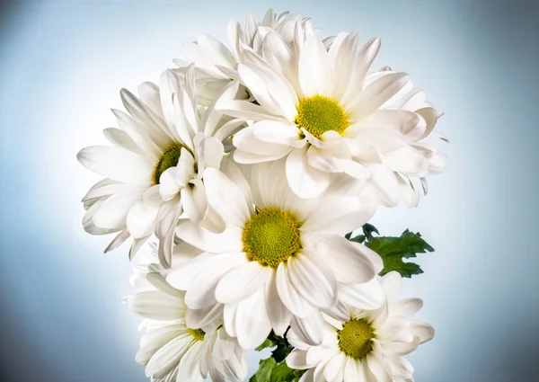Bouquet of white chrysanthemums with green leaves on white blue studio background. Chamomile blooming buds with white petals close up. Floral background for holiday, congratulations, birthday. — Photo