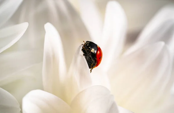 Red ladybug on delicate white chrysanthemum petals. Beautiful card for congratulations. Wallpaper with plants, flowers and beetle insect close up. Wallpaper with wild animals, blooming flora. —  Fotos de Stock