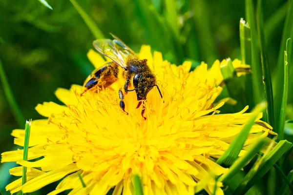 Bal arısı bahçedeki karahindibalardan nektar topluyor. Sarı, kabarık, çiçek açan bir arı tarafından polenlenmiş. Çiçekli ve böcekli doğal yay duvar kağıdı. Çiçek arka planı.
