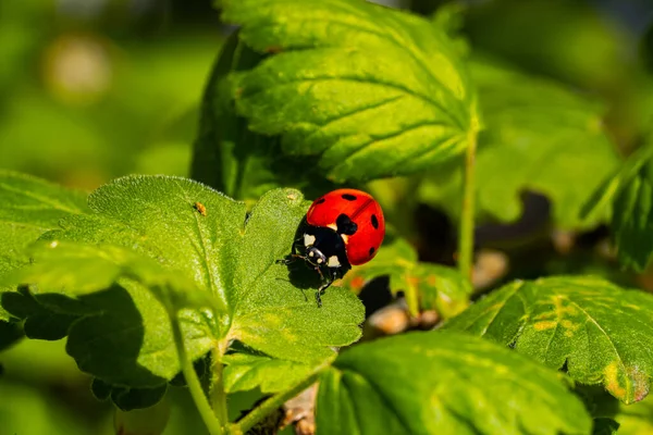 Red ladybug on the green leaves of a plant in the garden on a spring sunny day. Spring leaves of a bush with an insect ladybird close up. Wallpaper with natural flora and beetle. — Stock Fotó