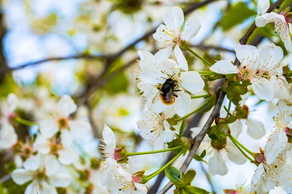 Bal arısı elma ağacı çiçeklerini döllüyor. Bahar güneşli bir günde mavi gökyüzüne karşı beyaz çiçeklerle açan bir elma dalı. Bahçede nektar toplayan bir arı. Yakın plan.. — Stok fotoğraf