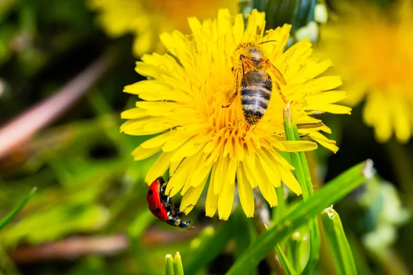 Honey bee collecting nectar from dandelions in the garden. Red ladybug on a dandelion. Yellow fluffy blooming flowers pollinated by a bee close up. Natural spring wallpaper with flora and insects. — Photo