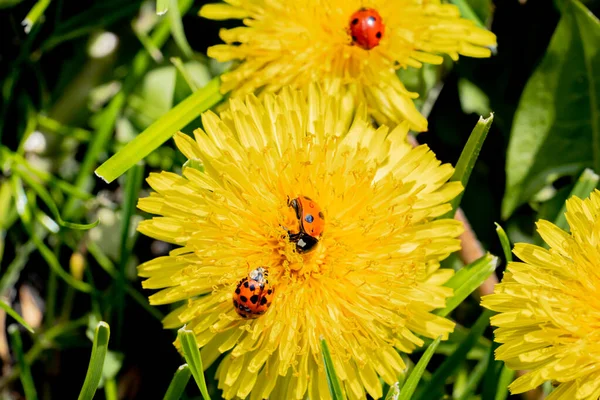 Red ladybugs on yellow dandelion flowers. Fluffy yellow flowers and insects on a sunny spring day in the garden. Green natural plants and ladybird close up. Floral background with beetles. — Foto de Stock