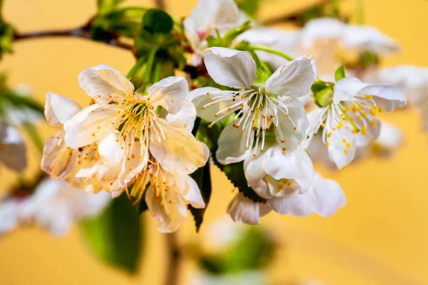 Twigs of a cherry or apple tree with blooming white flowers on yellow studio background. Blooming fruit tree close up. Spring flowering orchard with white flowers and green leaves. — Stok fotoğraf