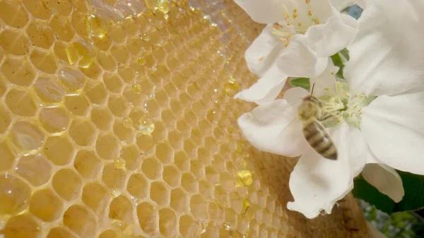 Bees pollinate flower of an apple tree against background of honeycombs with golden honey. Honey bee collecting pollen close up. Concept of beekeeping, production of sweet organic honey. — kuvapankkivalokuva