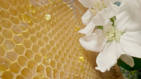 Mehiläiset pölyttävät omenapuun kukkaa hunajakennojen taustaa vasten kultaisella hunajalla. Mehiläinen kerää siitepölyä läheltä. Mehiläishoidon käsite, makean luonnonmukaisen hunajan tuotanto. — kuvapankkivalokuva
