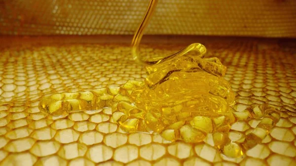 Stream of golden thick honey flowing down on the honeycombs. Natural organic honey, molasses, syrup or nectar fill the cells. Honey is spilled on honeycombs close up. Beekeeping product, healthy food. – stockfoto