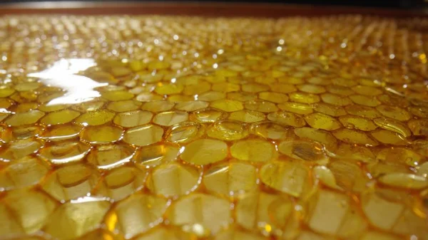 Honeycomb frame with golden organic honey. Thick sweet honey fills the hexagonal cells of honeycombs. Close up of a honeycomb in the apiary. Concept of beekeeping, organic natural honey, agriculture. — Stok fotoğraf
