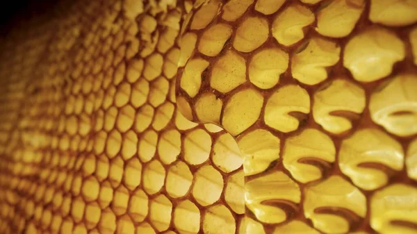 Stream of golden thick honey flowing down on the honeycombs. Natural organic honey, molasses, syrup or nectar fill the cells. Honey is spilled on honeycombs close up. Beekeeping product, healthy food. — Stock Photo, Image