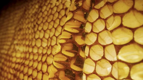 황금빛의 두꺼운 꿀 이 벌집으로 흘러내려 옵니다. 천연 유기농 꿀, 당밀, 당밀 또는 화밀 이 세포를 채운다. 꿀 이 벌집에 가까이 붙어 있다. 양봉 제품, 건강에 좋은 식품. — 스톡 사진
