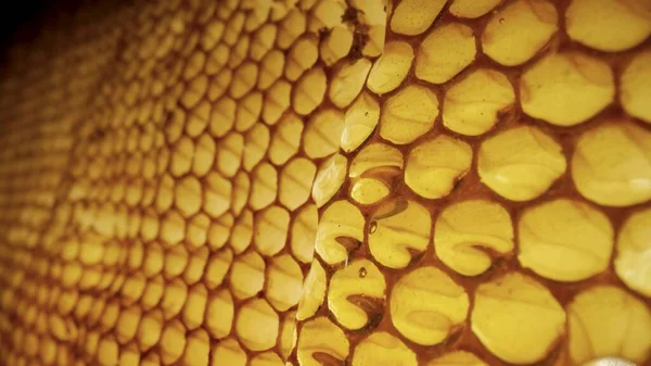 Stream of golden thick honey flowing down on the honeycombs. Natural organic honey, molasses, syrup or nectar fill the cells. Honey is spilled on honeycombs close up. Beekeeping product, healthy food. — Stock Photo, Image