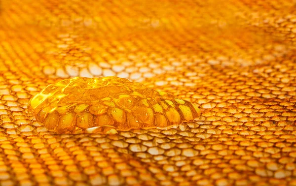 Honeycomb Frame Golden Organic Honey Thick Sweet Honey Fills Hexagonal — Stock Photo, Image