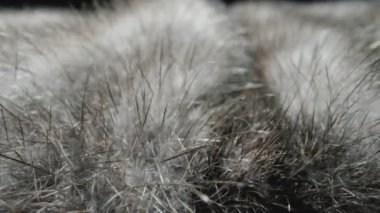 Gri kürk doğal makro. Yumuşak kürk manto, kabarık kumaştan yapılmış dış giysi. Tüylü tüylü kumaş. Yapay kürk malzemesinden yapılmış battaniye. Kamera, hayvan kürkünün tüylerinin arasında hareket eder.