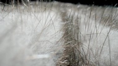 Siyah arka planda gri kürk doğal. Yumuşak kürk manto, kabarık kumaştan yapılmış dış giysi. Tüylü tüylü kumaş. Yapay kürk malzemesinden yapılmış battaniye. Kamera hayvanların tüyleri arasında hareket eder.