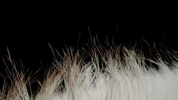 Kürk Siyah Arka Planda Doğaldır Yumuşak Kürk Manto Kabarık Kumaştan — Stok video